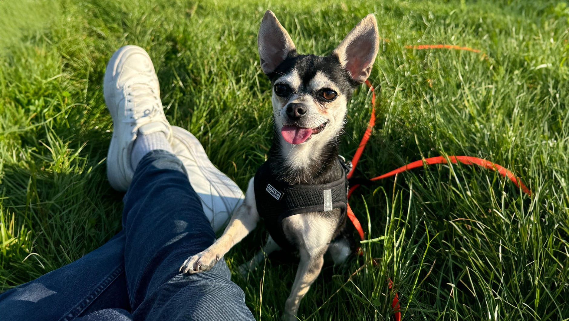 Thyago with his Chihuahua, Bitsy, in a park